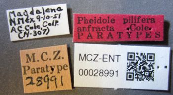 Media type: image;   Entomology 28991 Aspect: labels